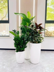 探寻余姚绿植租摆秘诀，装点多彩生活！